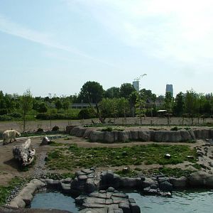 Polar Bear and American Bison at Rotterdam 10/05/09
