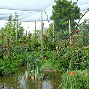 South American aviary at Rotterdam 10/05/09