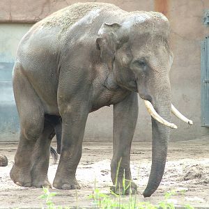 Asian Elephant bull at Rotterdam 10/05/09