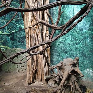 Lar Gibbon and Malayan Civet at Rotterdam 10/05/09