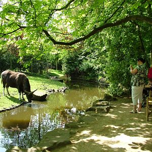 Banteng viewing at Rotterdam 10/05/09