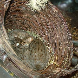 Basket of Rusty-spotted Cats at Rotterdam 10/05/09