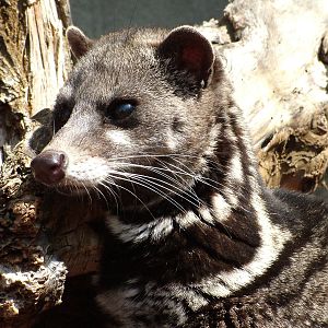 Malayan Civet at Rotterdam 10/05/09