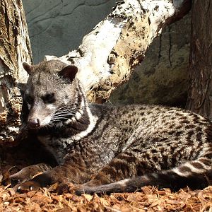 Malayan Civet at Rotterdam 10/05/09