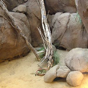 Short-eared Elephant Shrew enclosure at Rotterdam 10/05/09