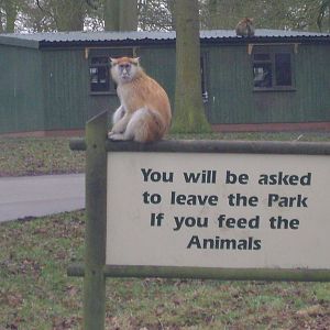 Patas monkey on sign