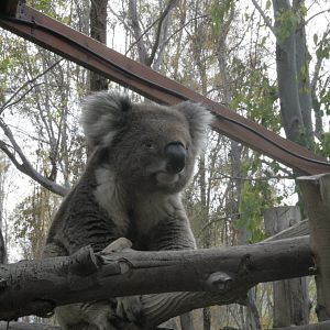 koala