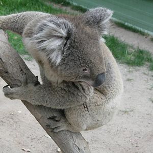 koala
