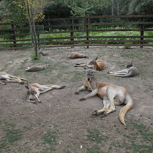 kangaroos