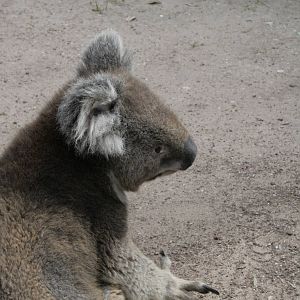 koala