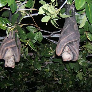 Plastic Fruit Bats