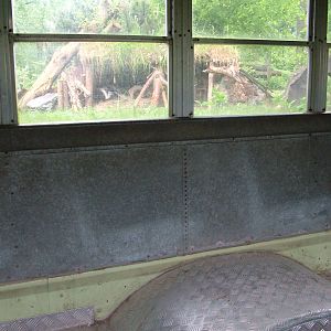 Striped Skunk viewing from a school bus at ZOOM 11/05/09