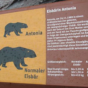 Label for Antonia the dwarf Polar Bear at ZOOM 11/05/09