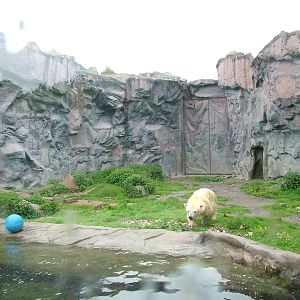 Enclosure for dwarf Polar Bear Antonia at ZOOM 11/05/09
