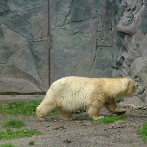 Polar Bear dwarf Antonia at ZOOM 11/05/09