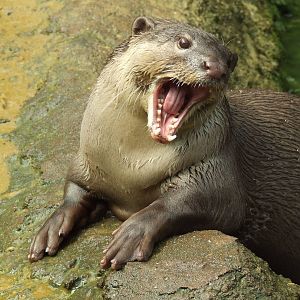 Smooth-coated Otter portfolio, Rare Species Conservation Centre, Sandwich
