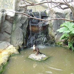 Smooth-coated Otter exhibit, Rare Species Conservation Centre, Sandwich