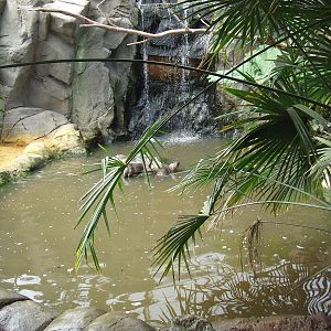 Smooth-coated Otter exhibit, Rare Species Conservation Centre, Sandwich