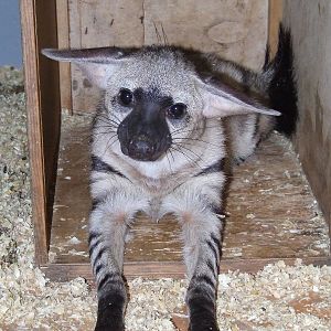 New arrival!, Rare Species Conservation Centre, Sandwich