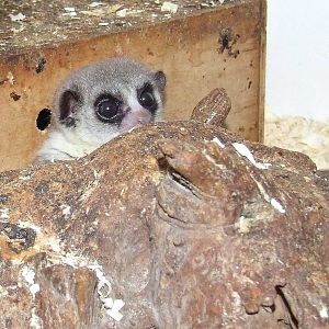 Fat-tailed Dwarf Lemur, Rare Species Conservation Centre, Sandwich
