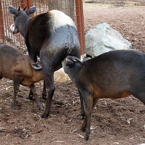 Yellow-backed Duiker