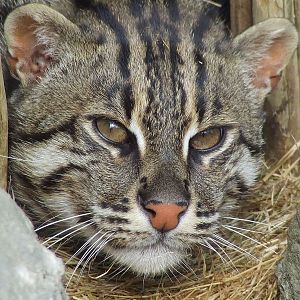 Male Fishing Cat, Rare Species Conservation Centre, Sandwich