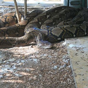 reticulated python