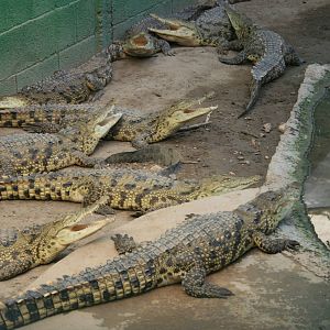 nile crocodiles