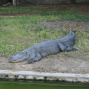 american alligator