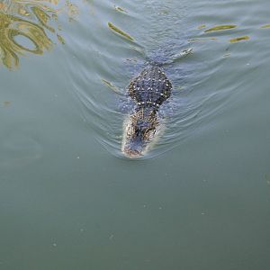 alligator