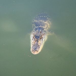 alligator