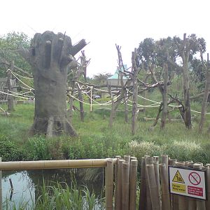 Gorilla Kingdom