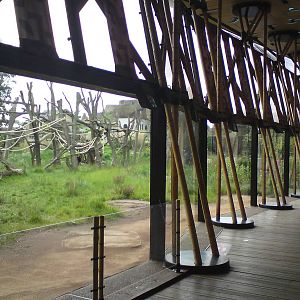 Viewing area for Gorilla Kingdom