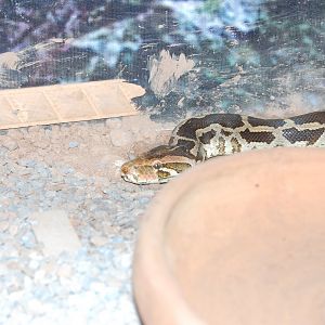 Indian rock python - Peshawar Zoo 20/10/2018