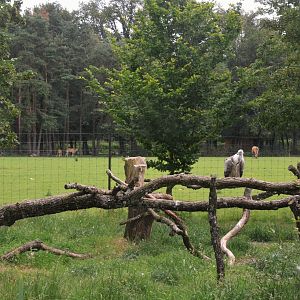 Griffon Vulture Enclosure with Waterbuck/Eland/Ostrich/Blesbok/Ankole Enclosure Behind at Haute-Touche, 14/06/18