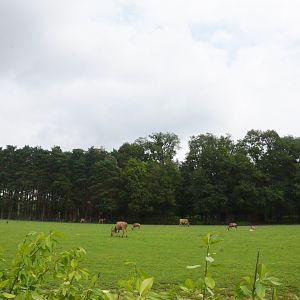 Waterbuck/Eland/Ostrich/Blesbok/Ankole Enclosure at Haute-Touche, 14/06/18