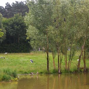 Lakeside Bird and Lechwe Enclosure at Haute-Touche, 14/06/18
