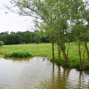 Lakeside Bird and Lechwe Enclosure at Haute-Touche, 14/06/18