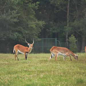 Kafue Lechwe at Haute-Touche, 14/06/18