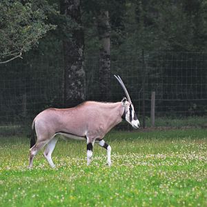 Beisa Oryx at Haute-Touche, 14/06/18