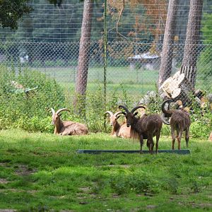 Barbary Sheep at Haute-Touche, 14/06/18
