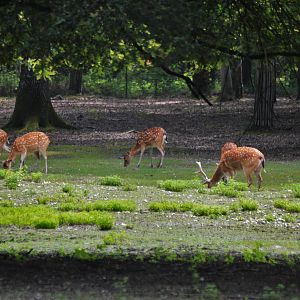 Vietnamese Sika at Haute-Touche, 14/06/18