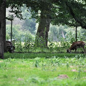 European Mouflon at Haute-Touche, 14/06/18