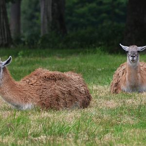 Guanaco at Haute-Touche, 14/06/18