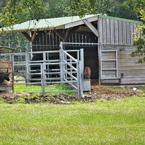 Gaur at Haute-Touche, 14/06/18