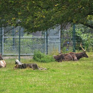 Sambar at Haute-Touche, 14/06/18
