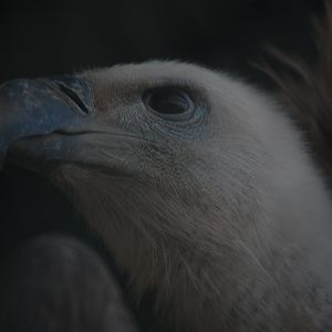 Himalayan griffon - Peshawar Zoo 20/10/2018