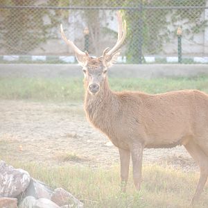 Red deer - Peshawar Zoo 20/10/2018