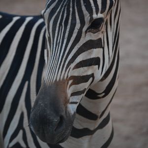 Zebra stallion - Peshawar Zoo 20/10/2018