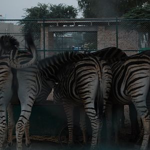 Zebra feeding - Peshawar Zoo 20/10/2018